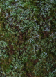 NOCH 30F620S Wiesenmatte mini Walduntergrund - Blaubeeren